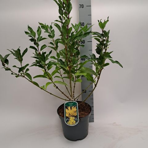 Forsythia x intermedia 'Lynwood'