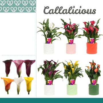 Zantedeschia MIX