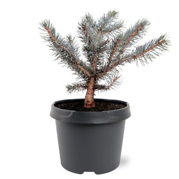 Picea pungens 'Karpaten'