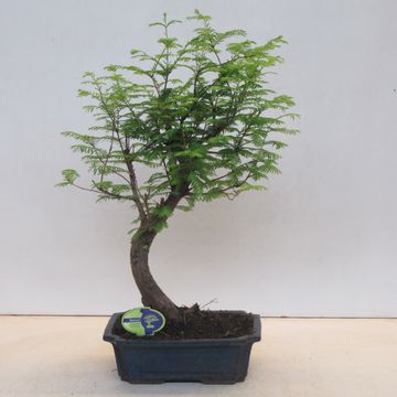 Metasequoia glyptostroboides