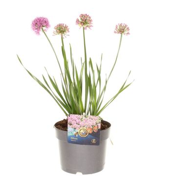 Allium 'Millenium'