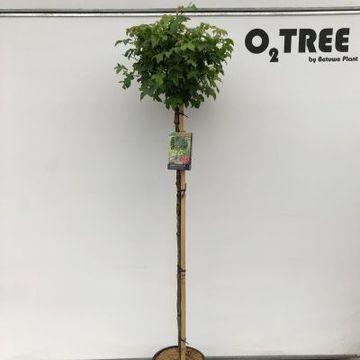 Liquidambar styraciflua 'Gum Ball'