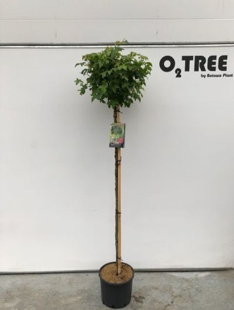 Liquidambar styraciflua 'Gum Ball'