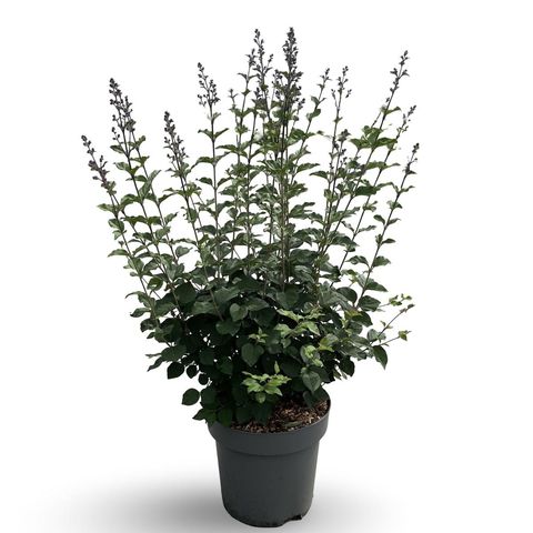 Syringa BLOOMERANG DARK PURPLE