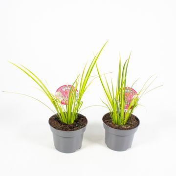 Acorus gramineus 'Ogon'