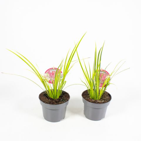 Acorus gramineus 'Ogon'