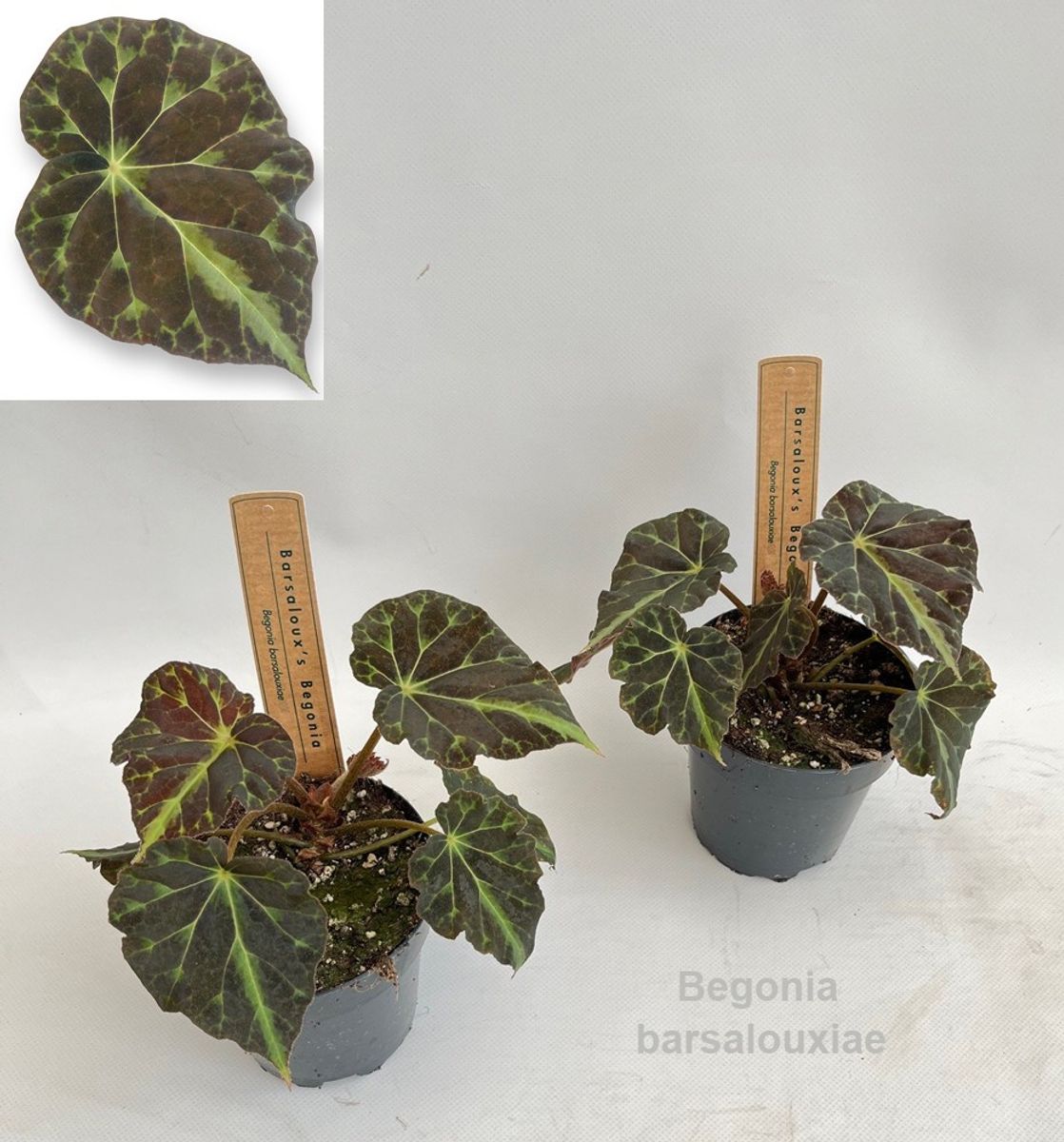 Begonia barsalouxiae — Рослини оптом FlorAccess