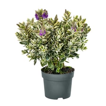 Hebe 'Katrina'