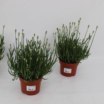 Lavandula angustifolia 'Ellagance Ice'