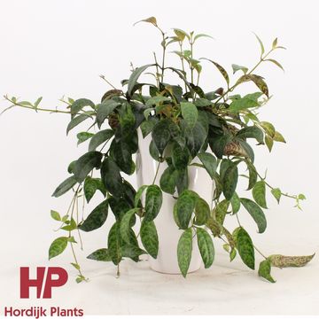 Aeschynanthus marmoratus