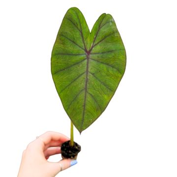 Colocasia 'Hybrid Lime Oasis'