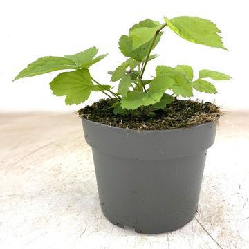 Clematis 'China Purple'