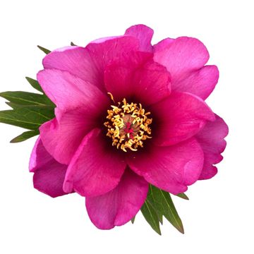 Paeonia 'Pink Ardour'