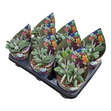 Senecio crassissimus