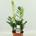 Zamioculcas zamiifolia