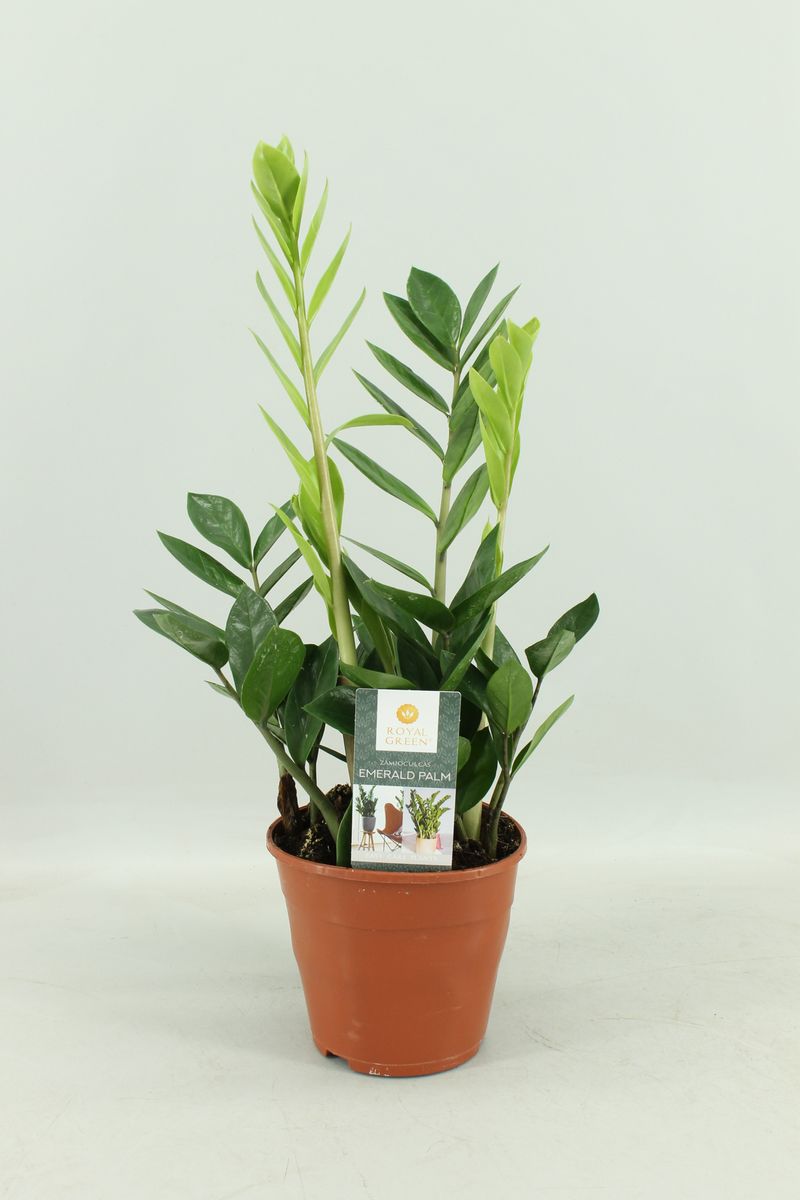 Zamioculcas zamiifolia — Растения Оптовая FlorAccess