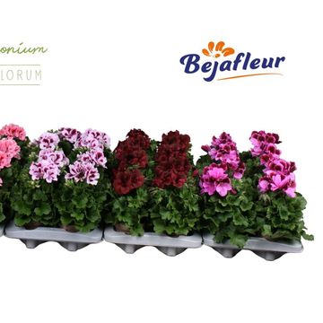 Pelargonium GRANDIFLORUM MIX