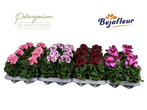 Pelargonium GRANDIFLORUM MIX