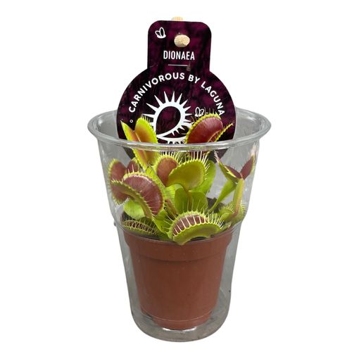 Dionaea muscipula