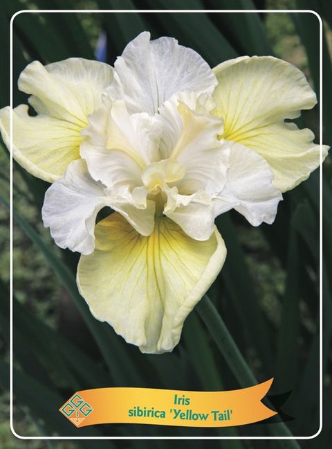Iris sibirica MIX