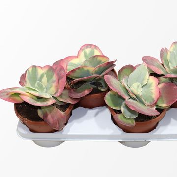Kalanchoe thyrsiflora 'Variegata'