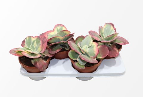 Kalanchoe thyrsiflora 'Variegata'