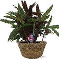 Calathea rufibarba 'Elgergrass'