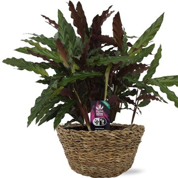 Calathea rufibarba 'Elgergrass'