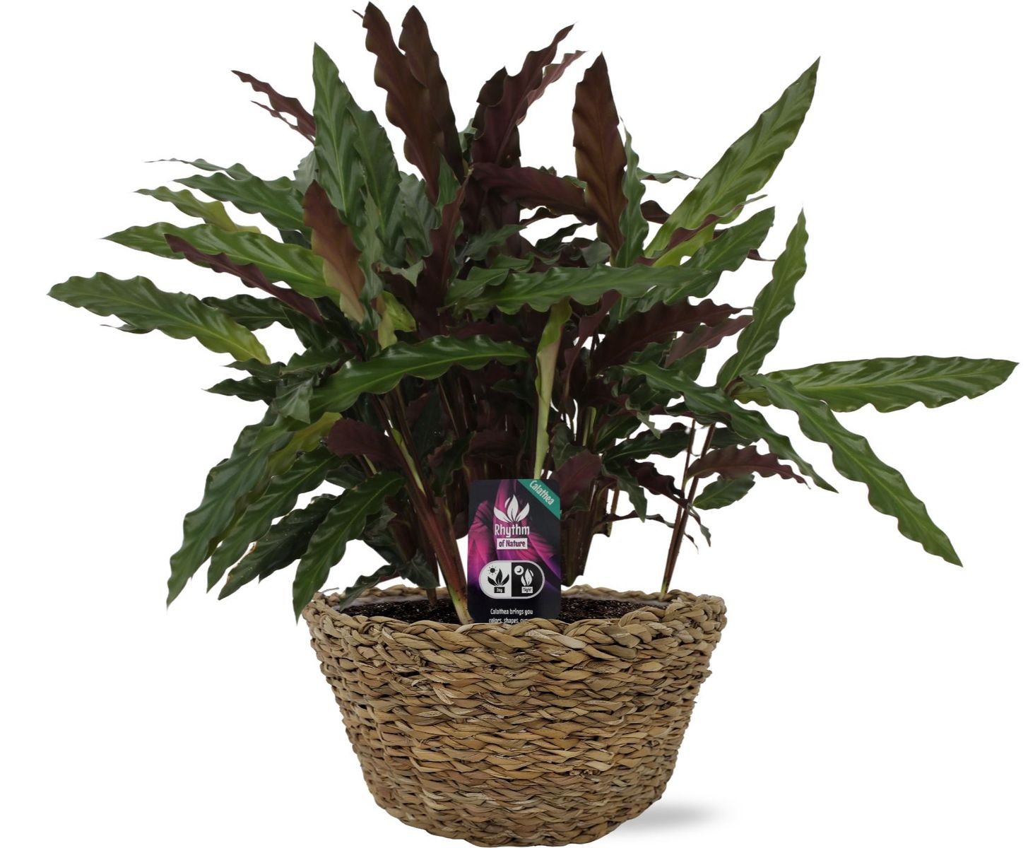 calathea white fusion katze Calathea White Fusion (Korbmarante) – Foliage Dreams main image 1