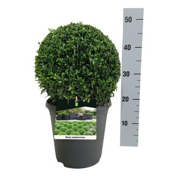 Buxus sempervirens