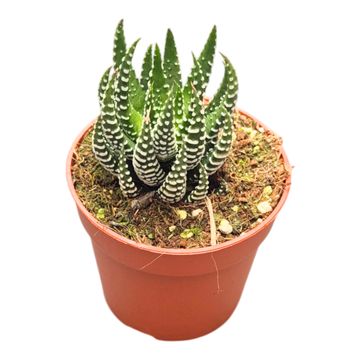 Haworthia 'Universe'