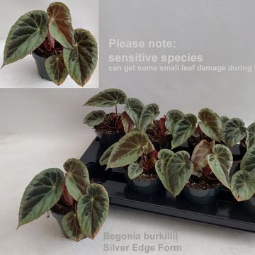 Begonia burkillii