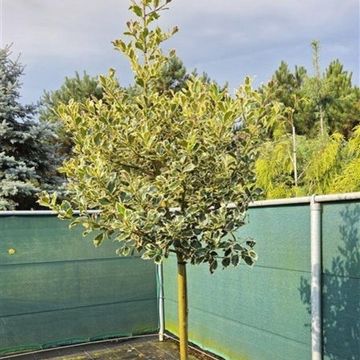 Ilex aquifolium 'Argentea Marginata'