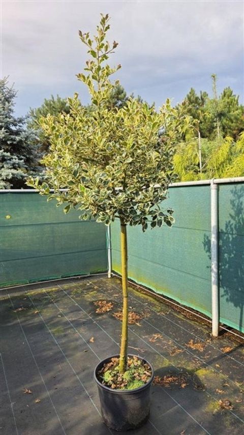 Ilex aquifolium 'Argentea Marginata'