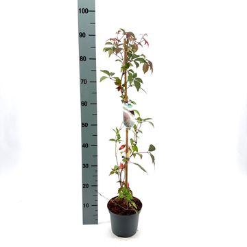 Parthenocissus henryana