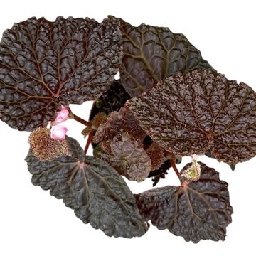 Begonia baik x dracopelta