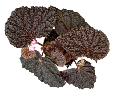 Begonia baik x dracopelta