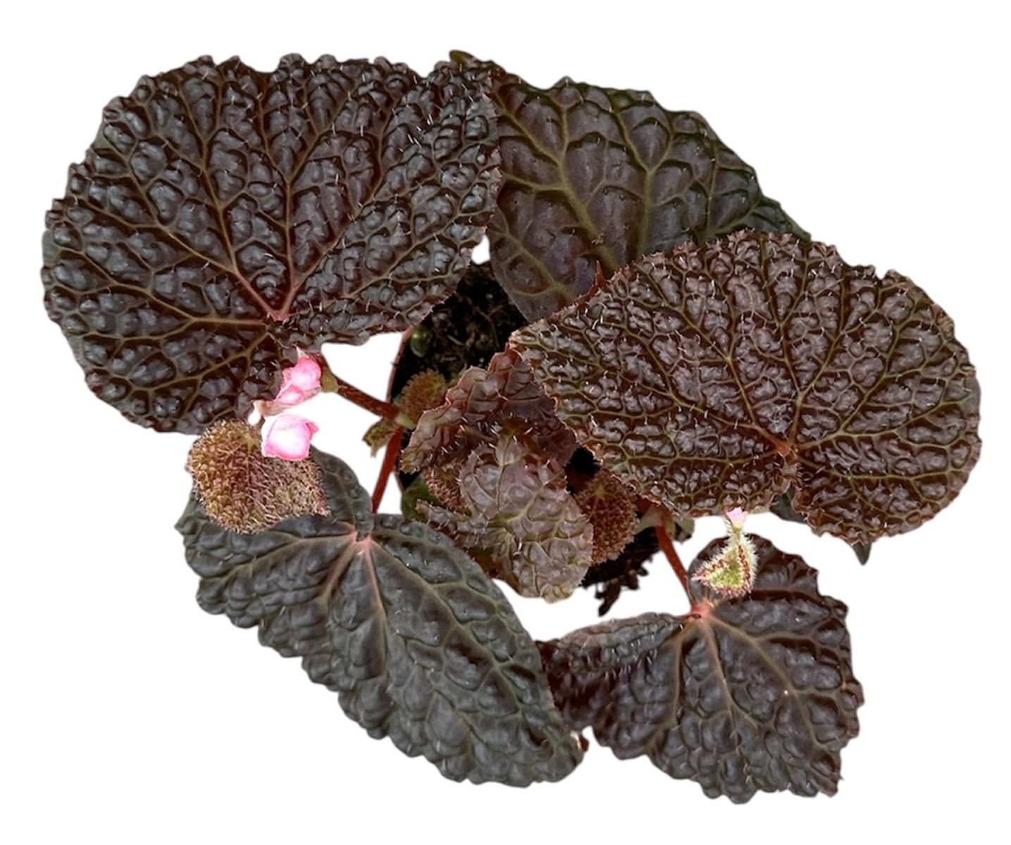 Begonia baik x dracopelta — Растения Оптовая FlorAccess