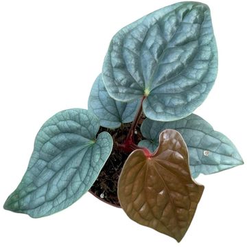 Anthurium luxurians