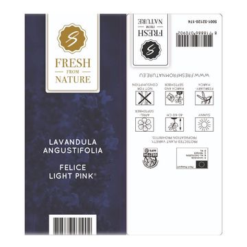 Lavandula angustifolia 'Felice Light Pink'