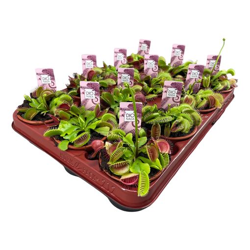 Dionaea muscipula