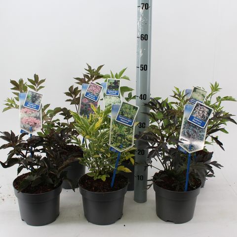 Sambucus nigra MIX