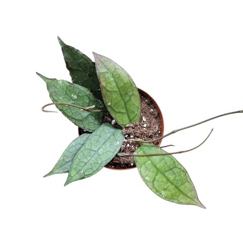 Hoya clemensiorum DARK LEAF