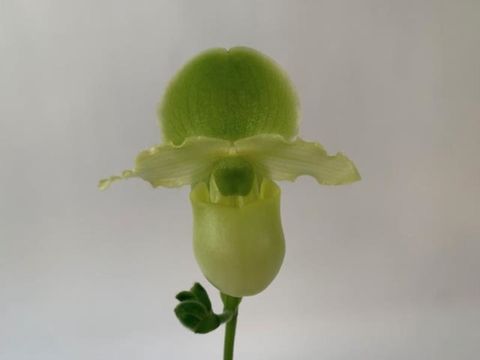 Paphiopedilum Pinocchio YELLOW