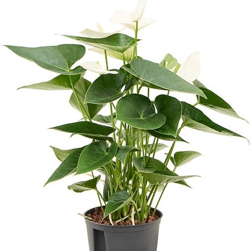 Anthurium SIERRA WHITE