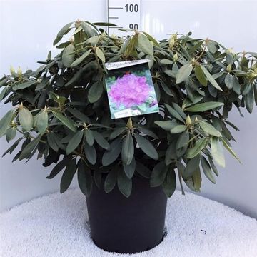 Rhododendron 'Эверестианум'