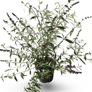Buddleja davidii 'Black Knight'
