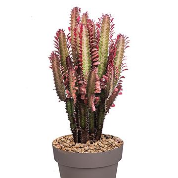 Euphorbia trigona 'Rubra'