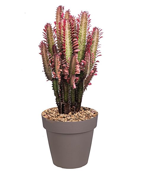 Euphorbia trigona 'Rubra'