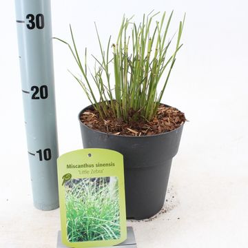 Miscanthus sinensis 'Little Zebra'